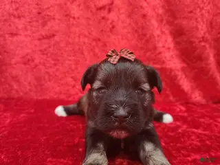 Miniature Schnauzer dogs Octavia - Ad 22