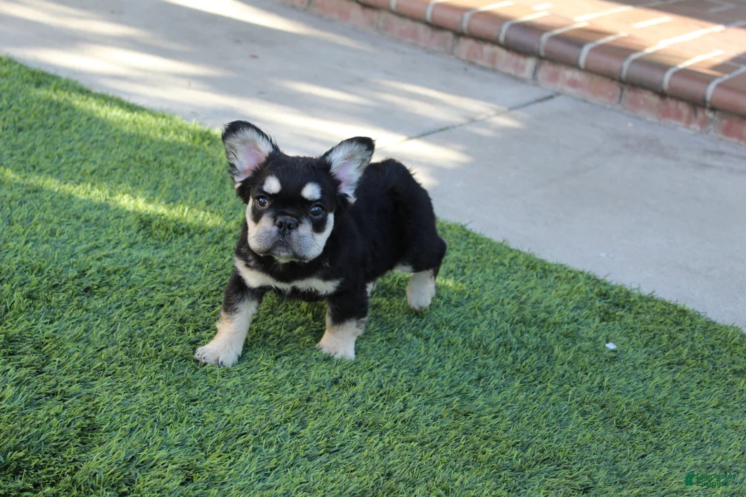 French Bulldog dogs for sale: French Bulldog Puppy 1 - Ad 2