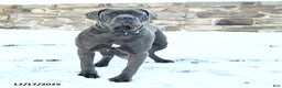 Cane Corso dogs for sale: Fairy - Ad 6