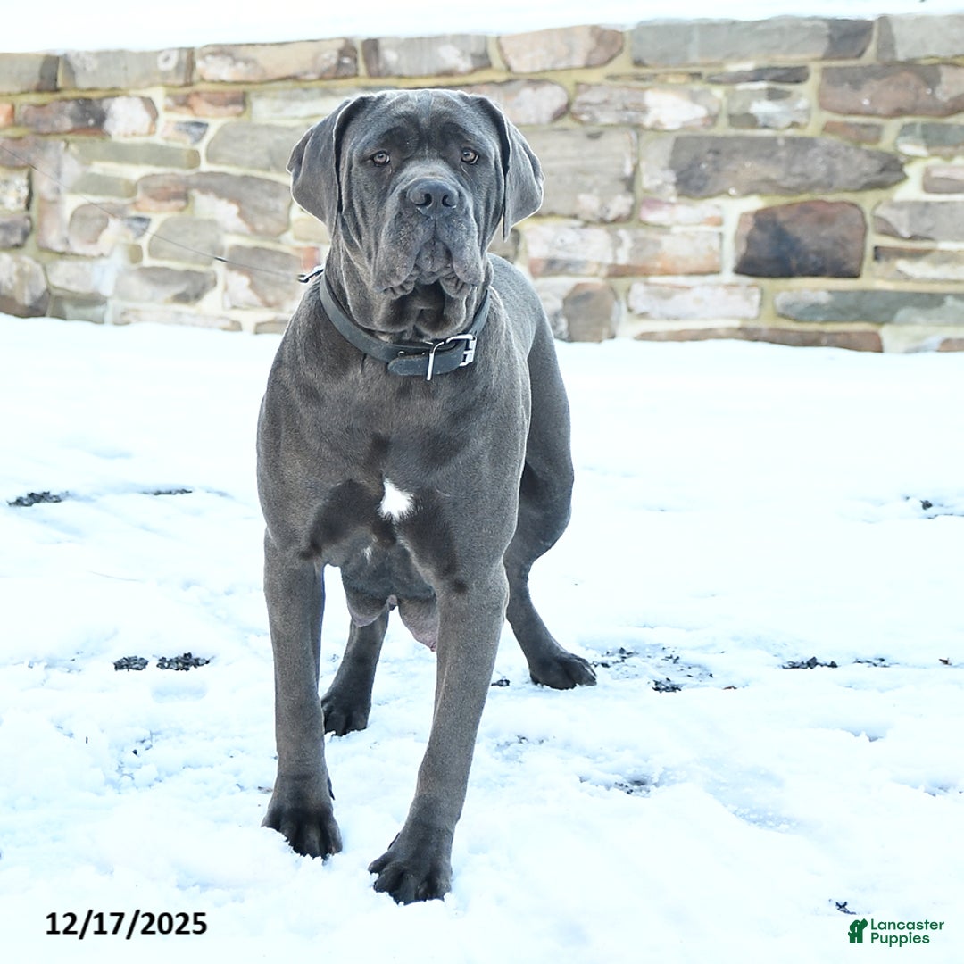 Cane Corso dogs for sale: Fairy - Ad 6
