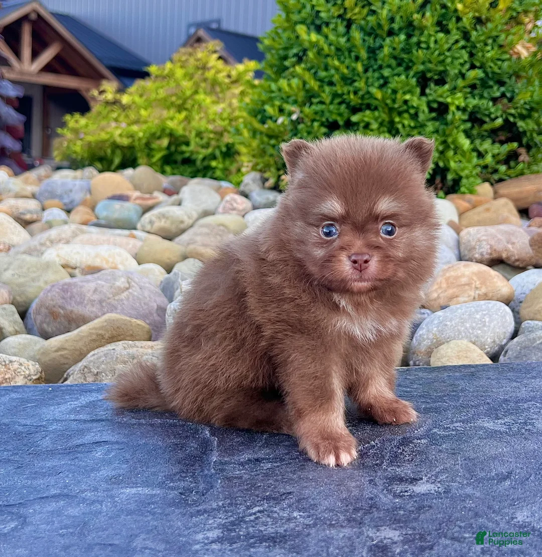 Pomeranian dogs for sale: Smurf - Ad 1