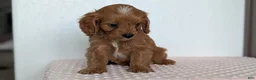 Cavapoo dogs for sale: Saint - Ad 4
