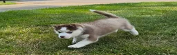 Pomsky dogs for sale: Annabelle - Ad 7