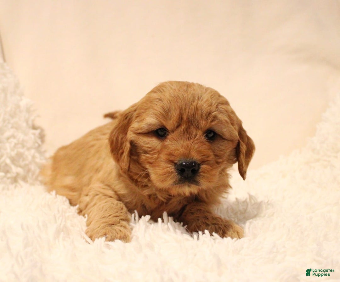 Mini Goldendoodle dogs for sale: Bailey  - Ad 2