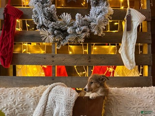 Shetland Sheepdog dogs Daisy - Ad 19