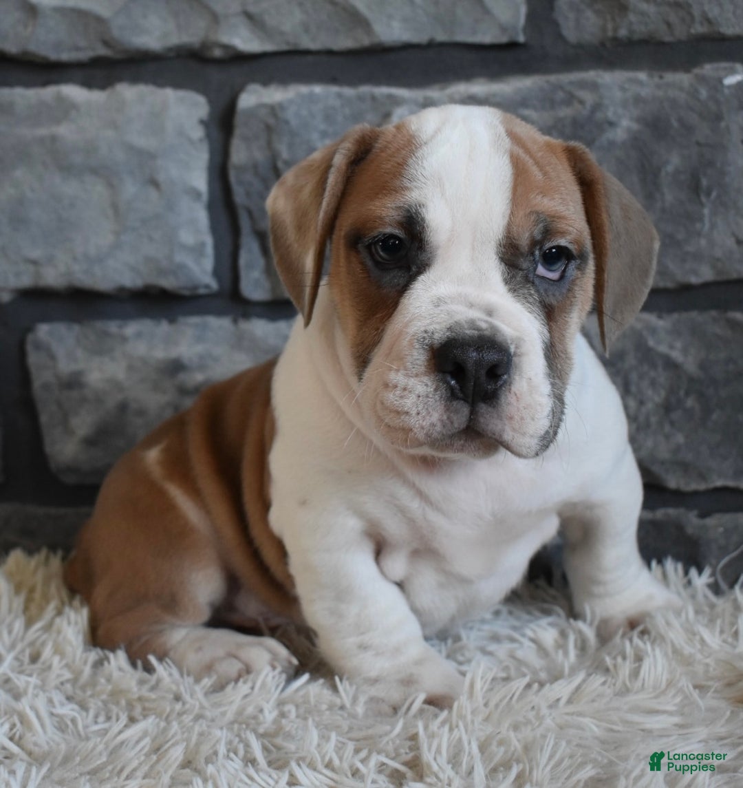 Mixed Breed dogs for sale: Tank  - Ad 7