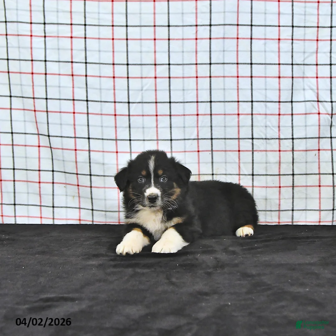 Australian Shepherd dogs for sale: Prince   - Ad 1