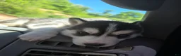 Siberian Husky dogs for sale: Siberian Husky Puppy 2 - Ad 5