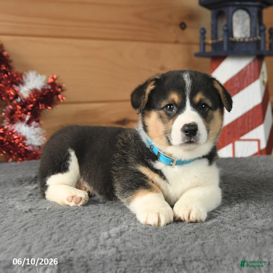 Welsh Corgi Pembroke dogs for sale: George Washington - Ad 5