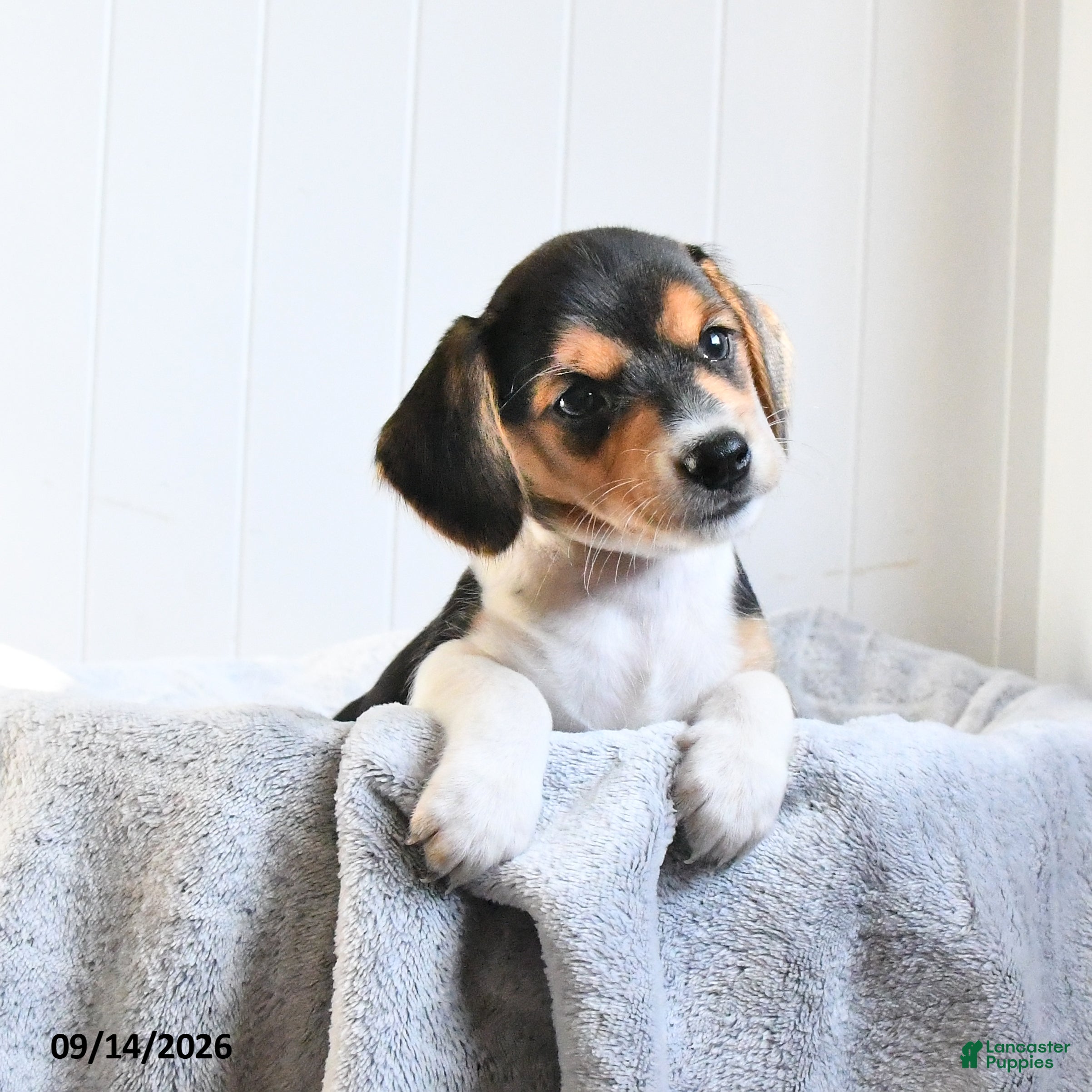 Mixed Breed dogs Carmel - Ad 1