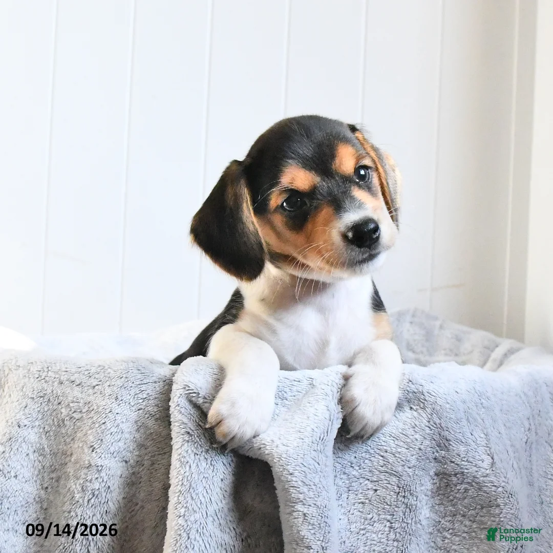 Mixed Breed dogs for sale: Carmel - Ad 1