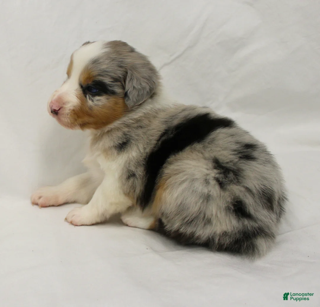 Australian Shepherd dogs for sale: Story - Ad 4