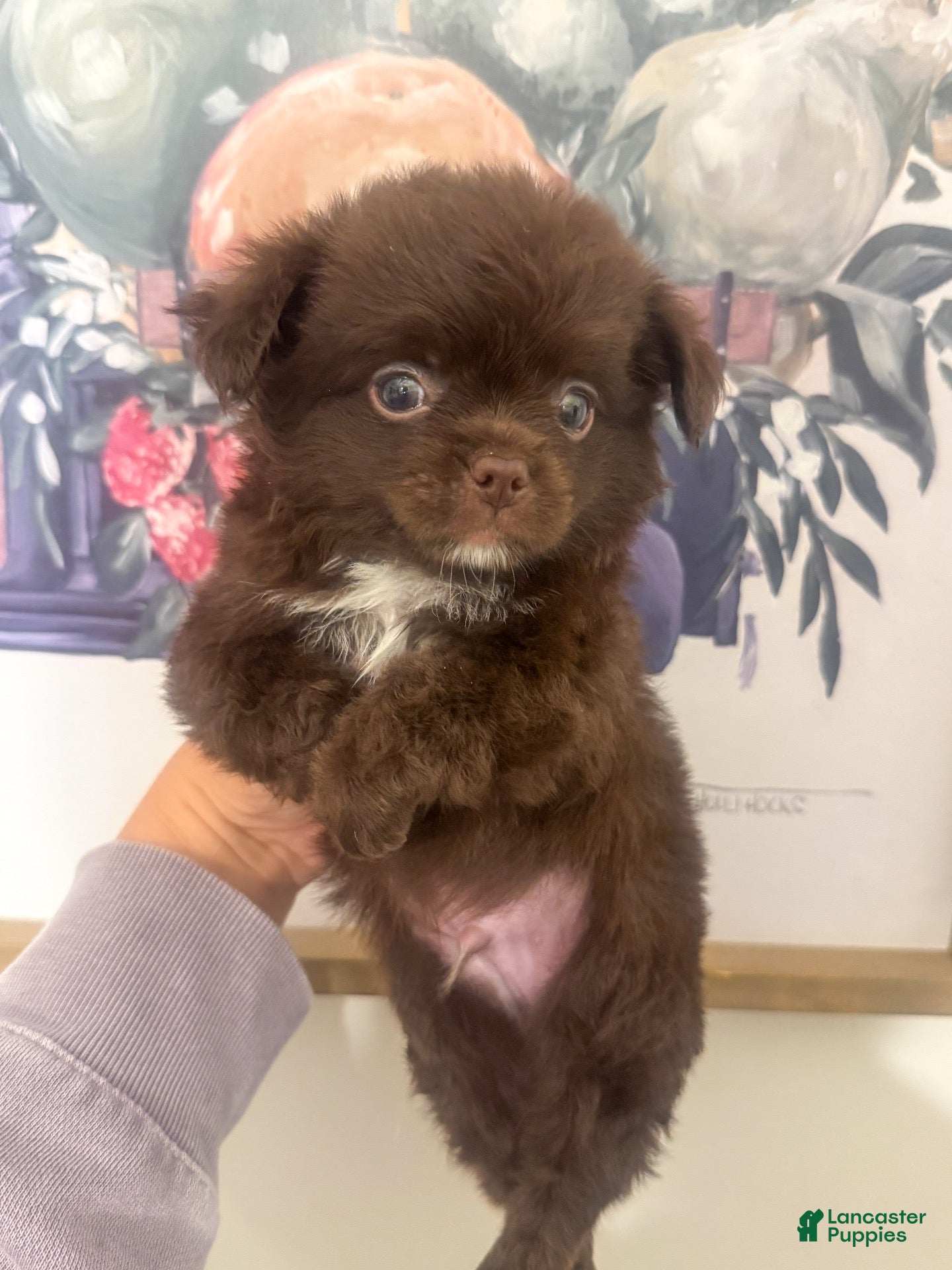 Chihuahua dogs Benz - Ad 1