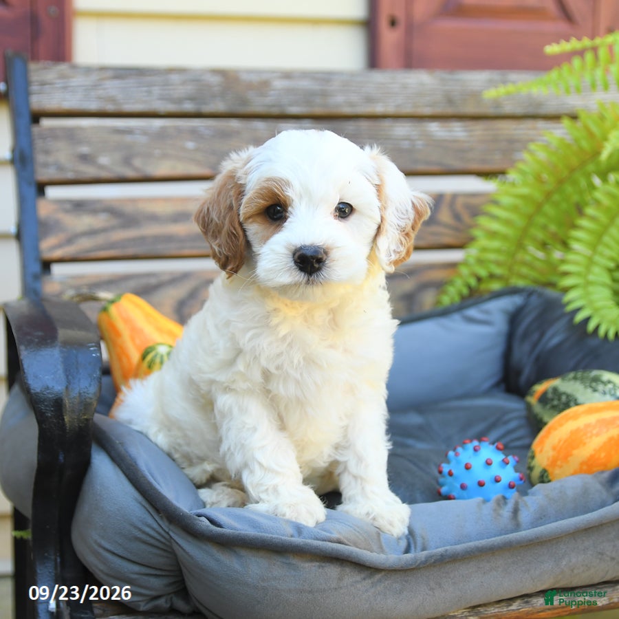 Cavapoo dogs Willaby - Ad 1