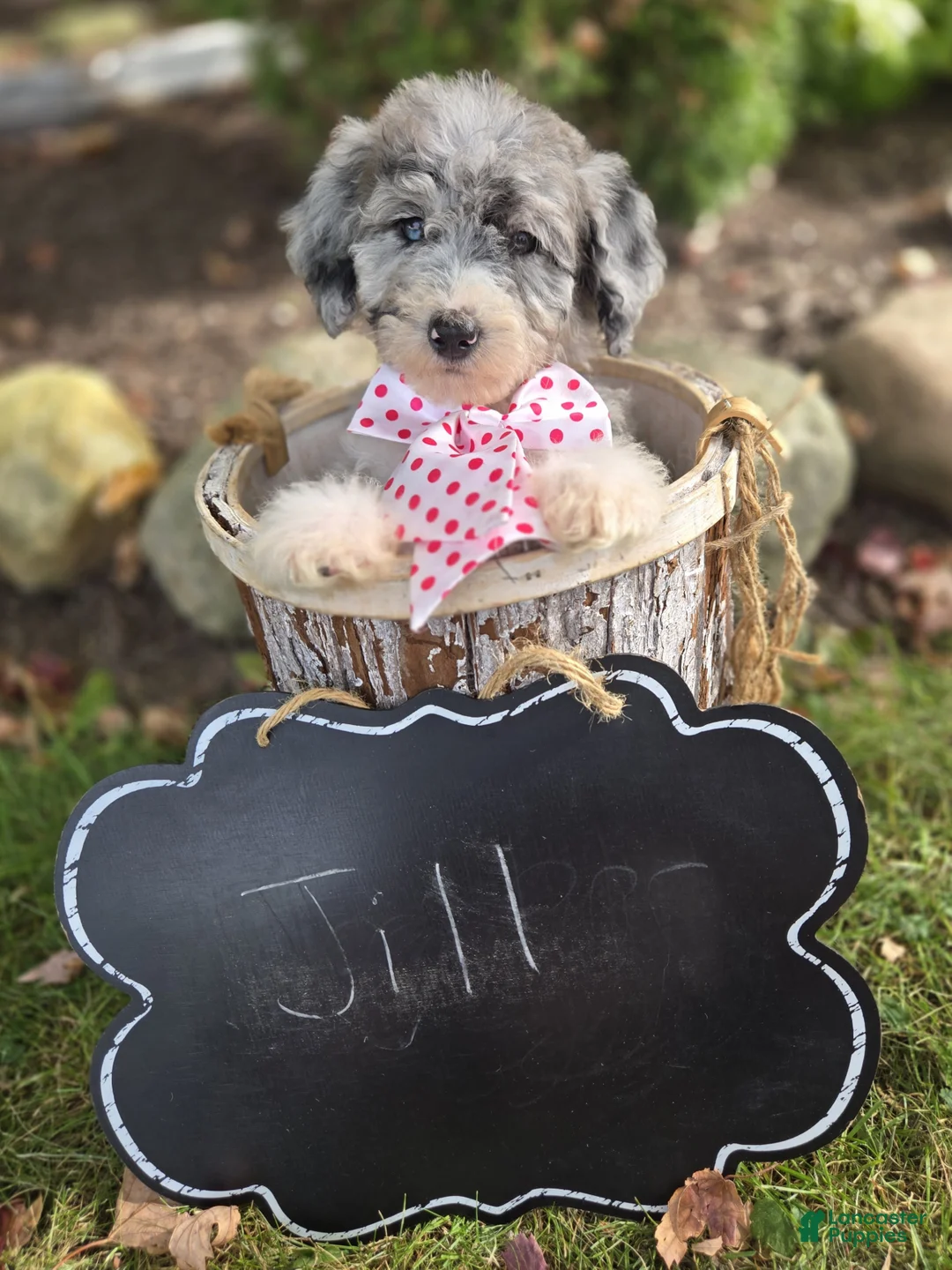 Mini Sheepadoodle dogs for sale: Jill - Ad 5
