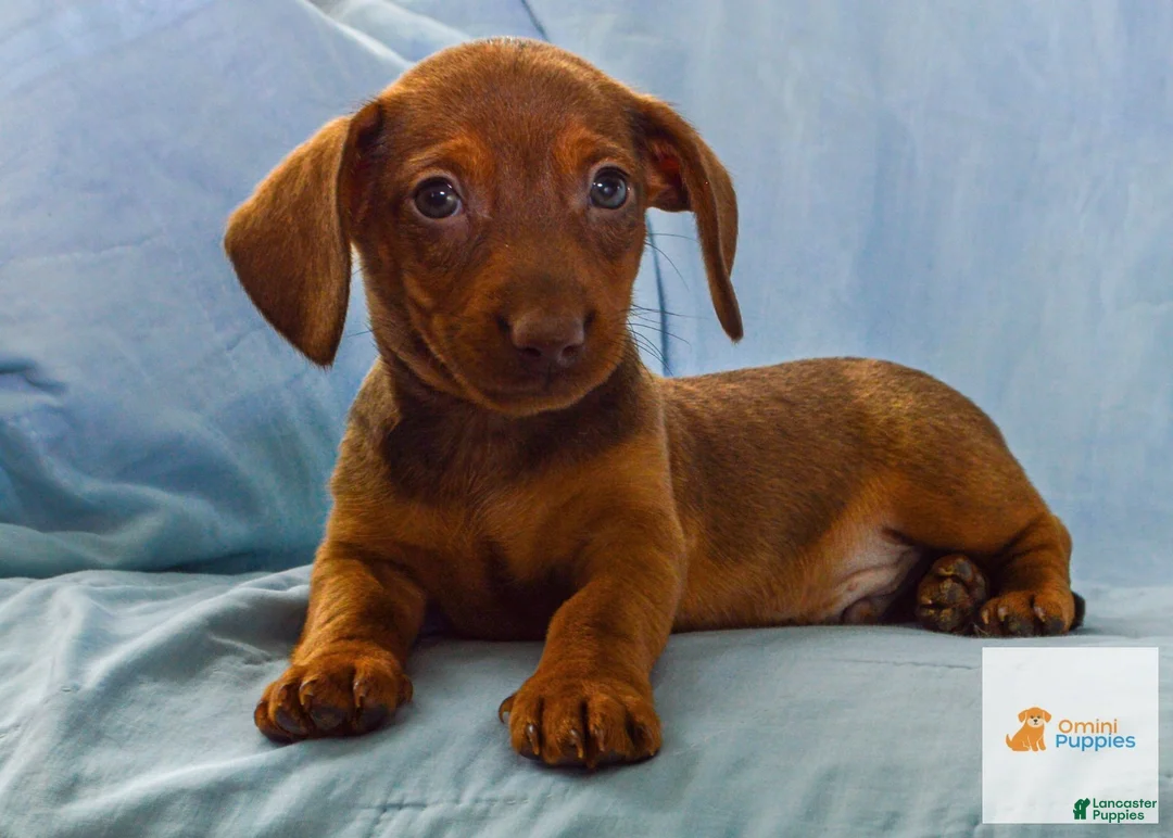 Dachshund dogs for sale: Mason - Ad 2