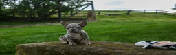 French Bulldog dogs for sale: Archie Beautiful Merle  Pup💙🐾 - Ad 19