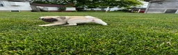 Pug dogs for sale: Pug 1 - Ad 3