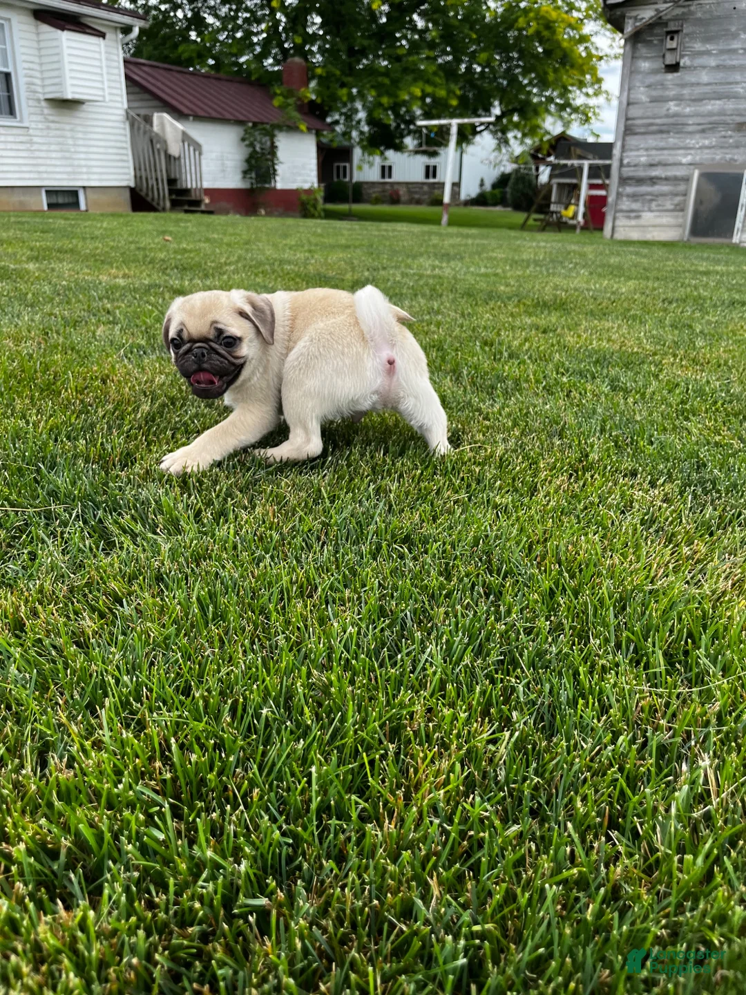 Pug dogs for sale: Pug 1 - Ad 3