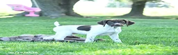 German Shorthaired Pointer dogs for sale: Gem  - Ad 1