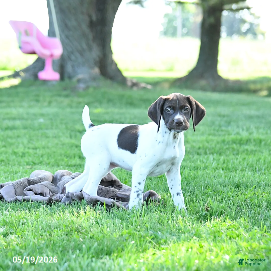 German Shorthaired Pointer dogs for sale: Gem  - Ad 1