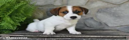 Jack Russell Terrier dogs for sale: Makayla - Ad 3