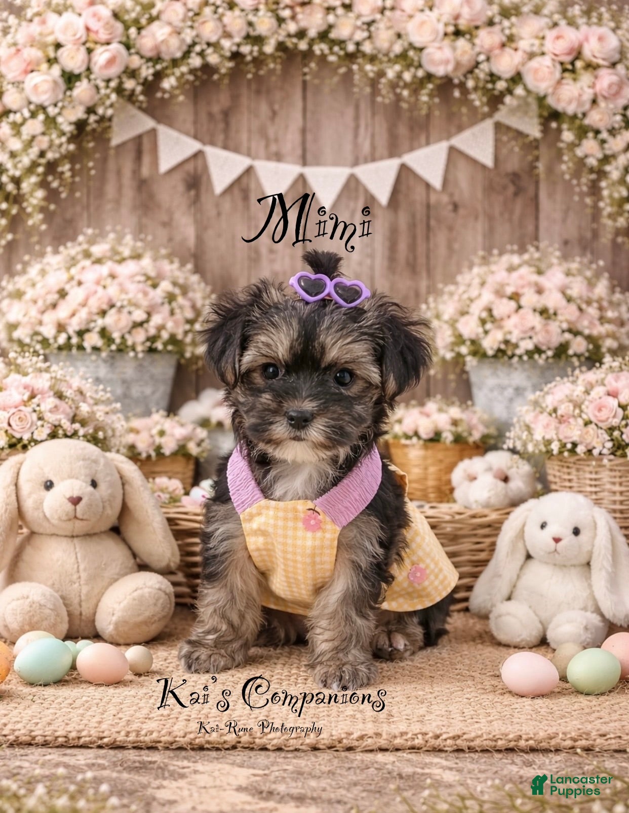 Morkie dogs Mimi [goes home trained] - Ad 30