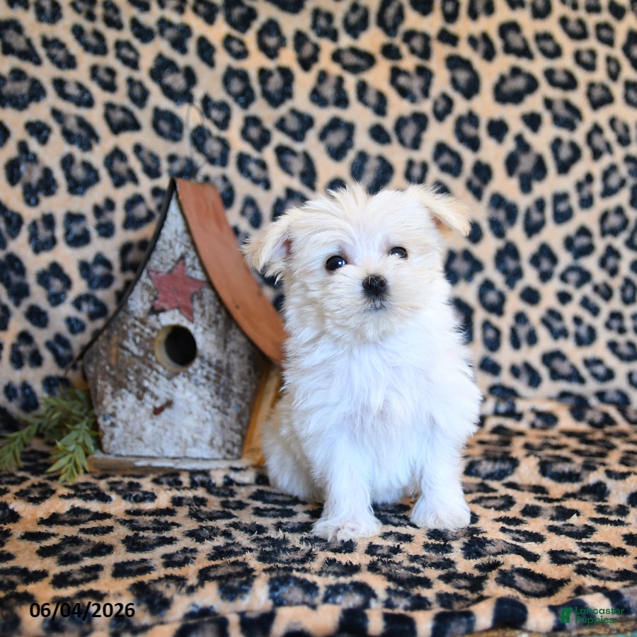 Maltese dogs for sale: Wiggles - Ad 1