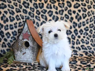 Maltese dogs for sale: Wiggles - Ad 1