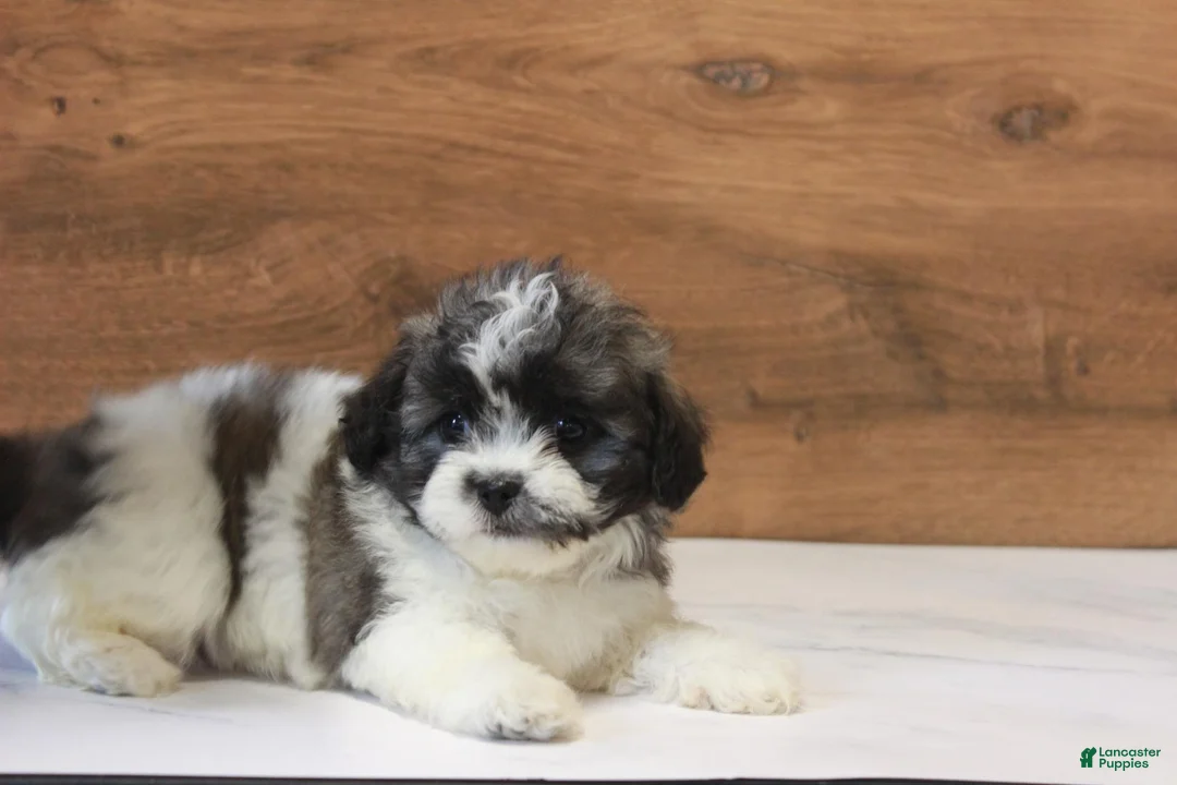 Teddy Bear dogs for sale: Ophelia - Ad 2
