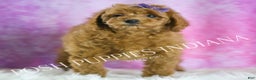 Miniature Poodle dogs for sale: Rosie - Ad 2