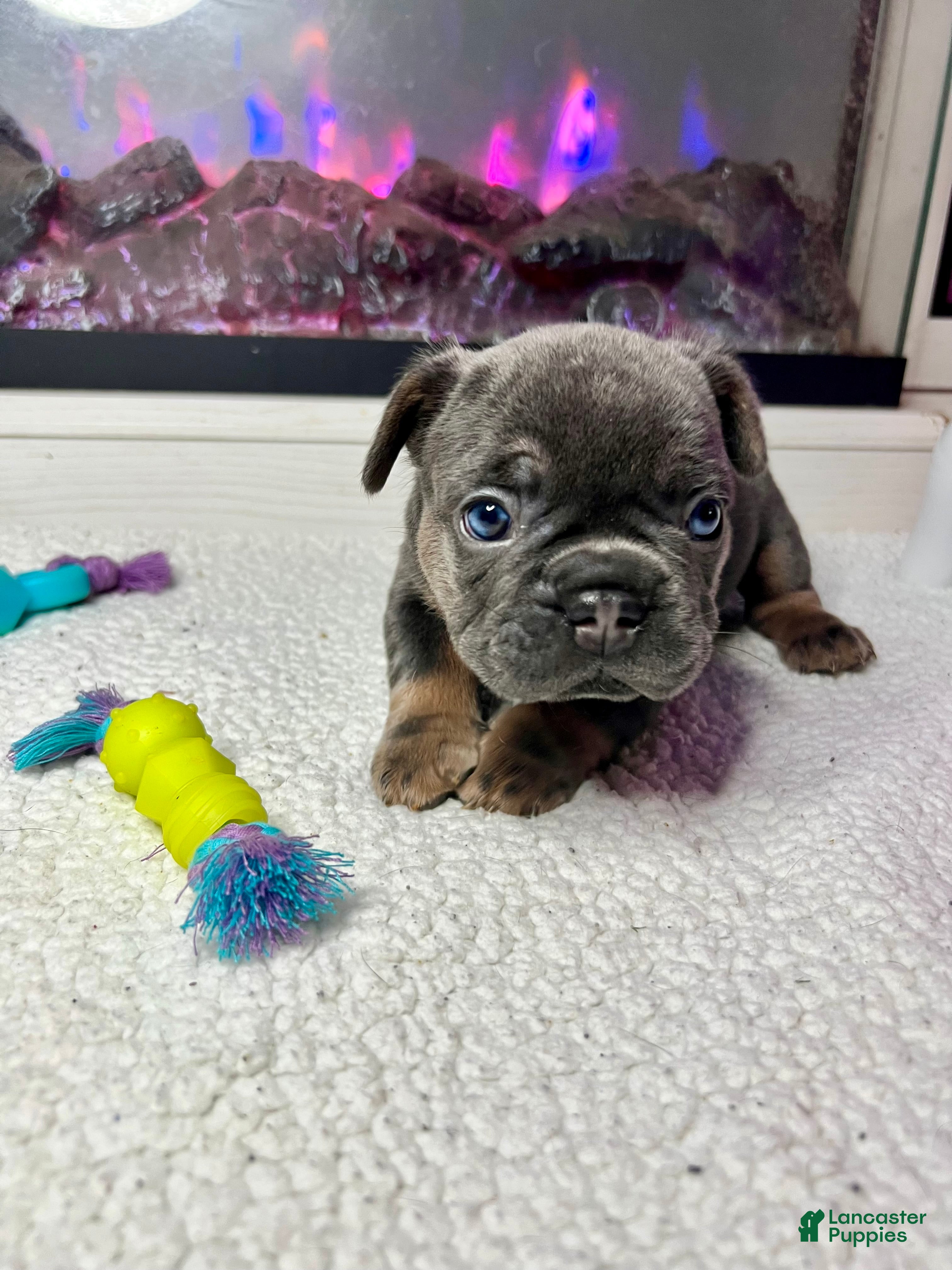 French Bulldog dogs Sage - Ad 37