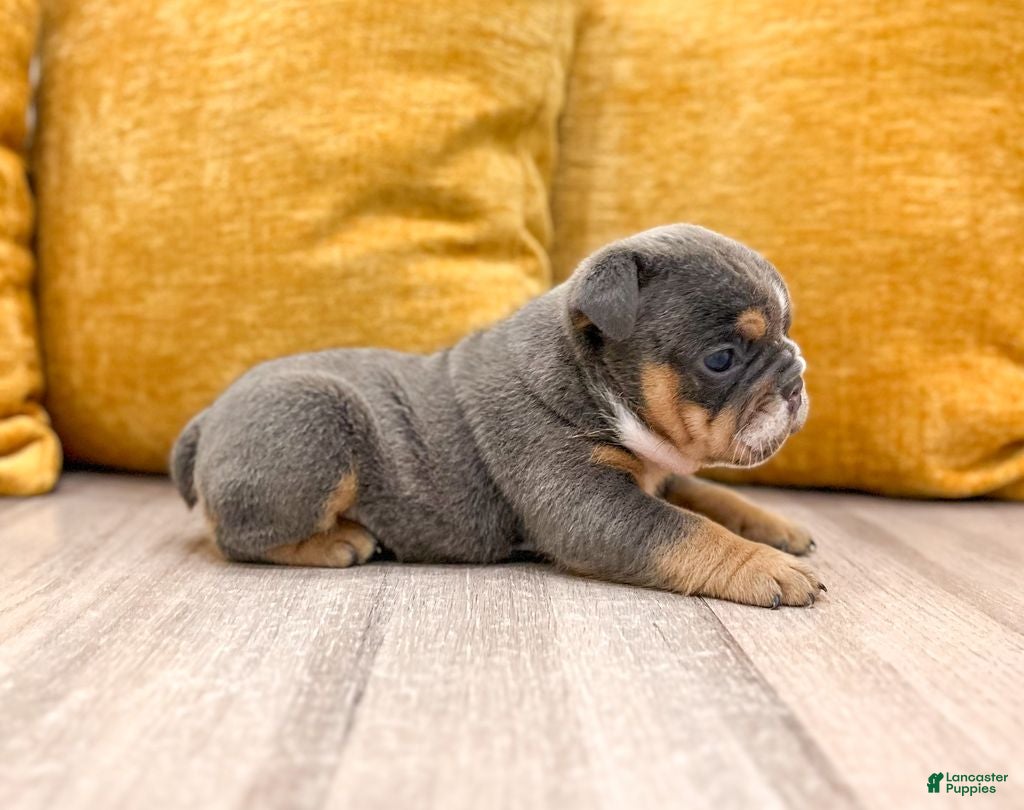 English Bulldog dogs Clare - Ad 1