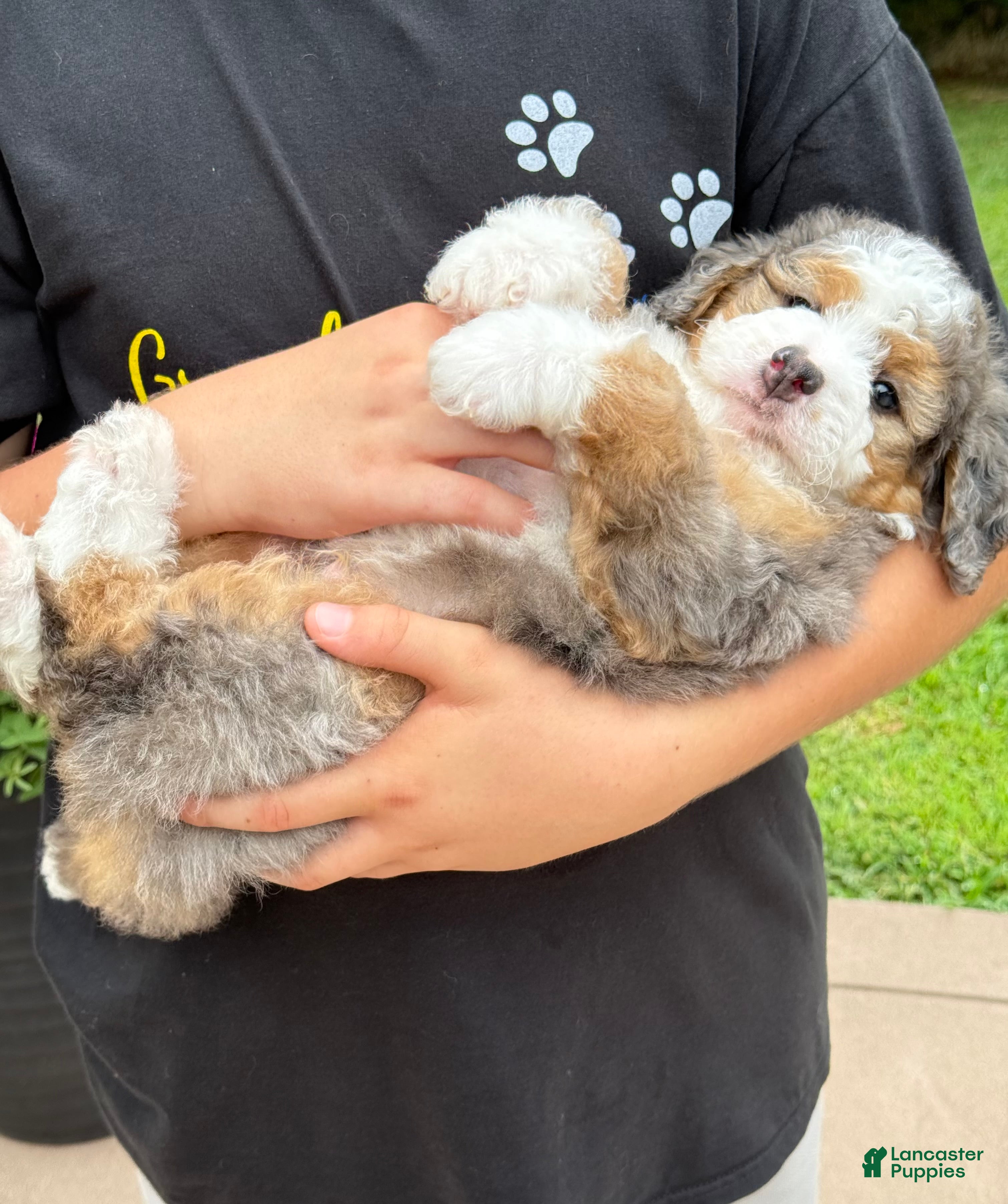Mini Bernedoodle dogs Jackson   ❤️F1b - Ad 1