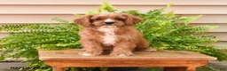 Cavapoo dogs for sale: Lance  - Ad 3