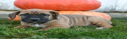 Cane Corso dogs for sale: Roxy - Ad 4