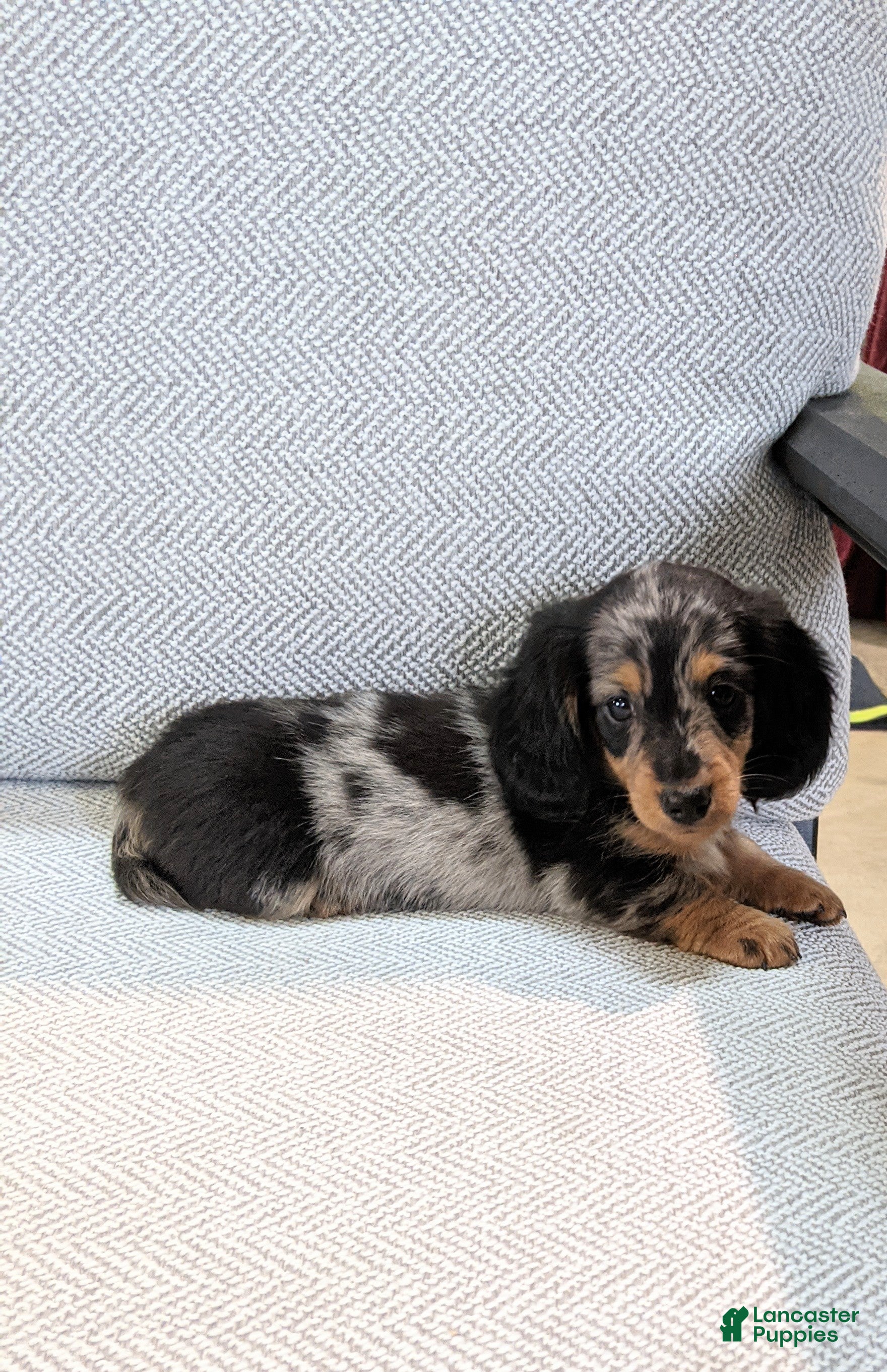 Miniature Dachshund dogs Frankie  - Ad 1