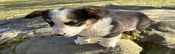 Welsh Corgi Pembroke dogs for sale: Banner - Ad 7
