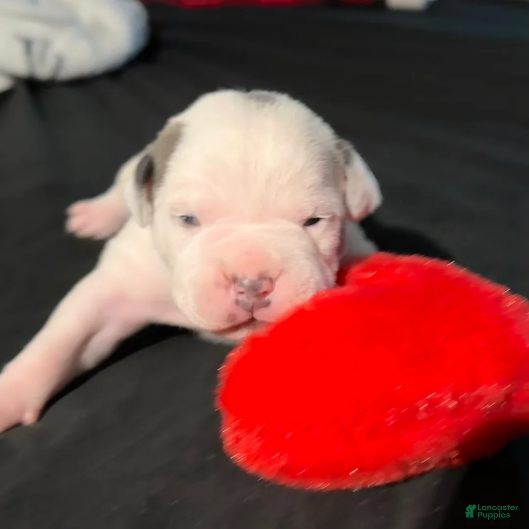 American Bully dogs for sale: American Bully Puppy 1 - Ad 2