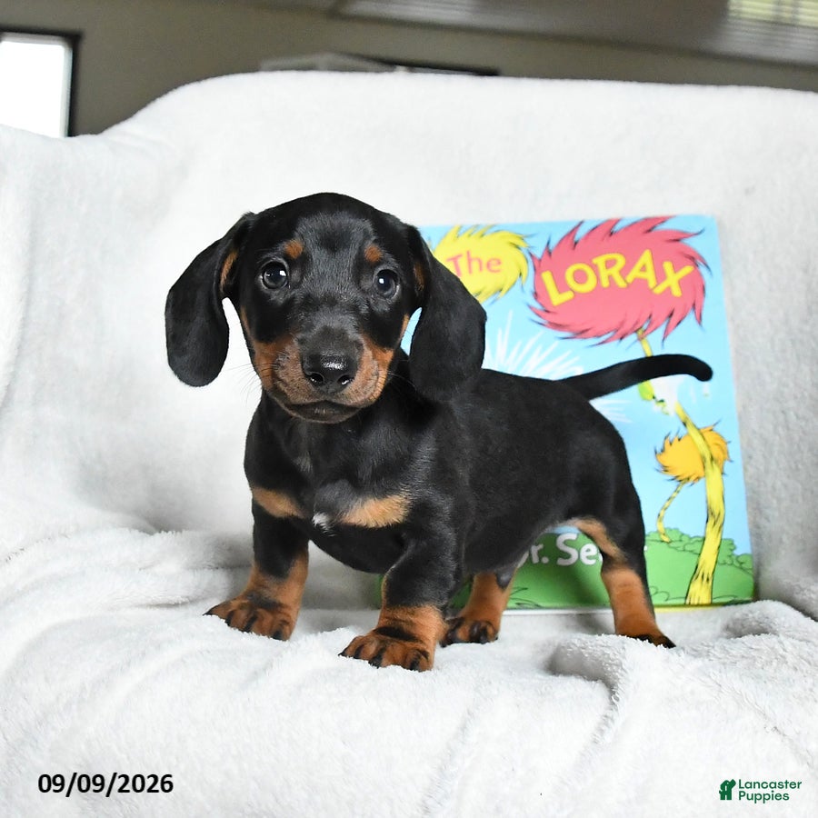 Miniature Dachshund dogs Onceler - Ad 2