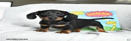 Miniature Dachshund dogs for sale: Onceler - Ad 2