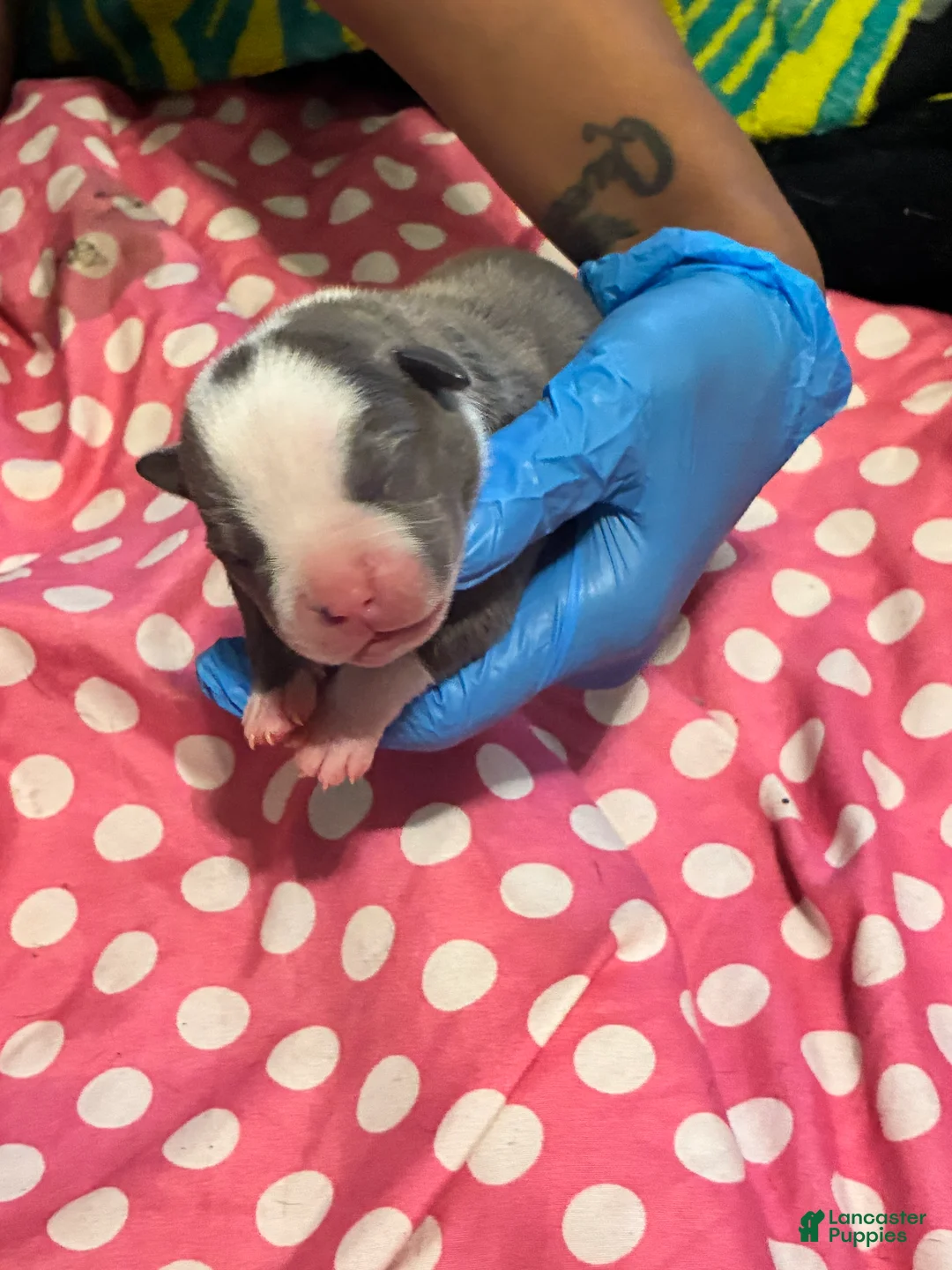 American Bully dogs for sale: American Bully Puppy 7 - Ad 2