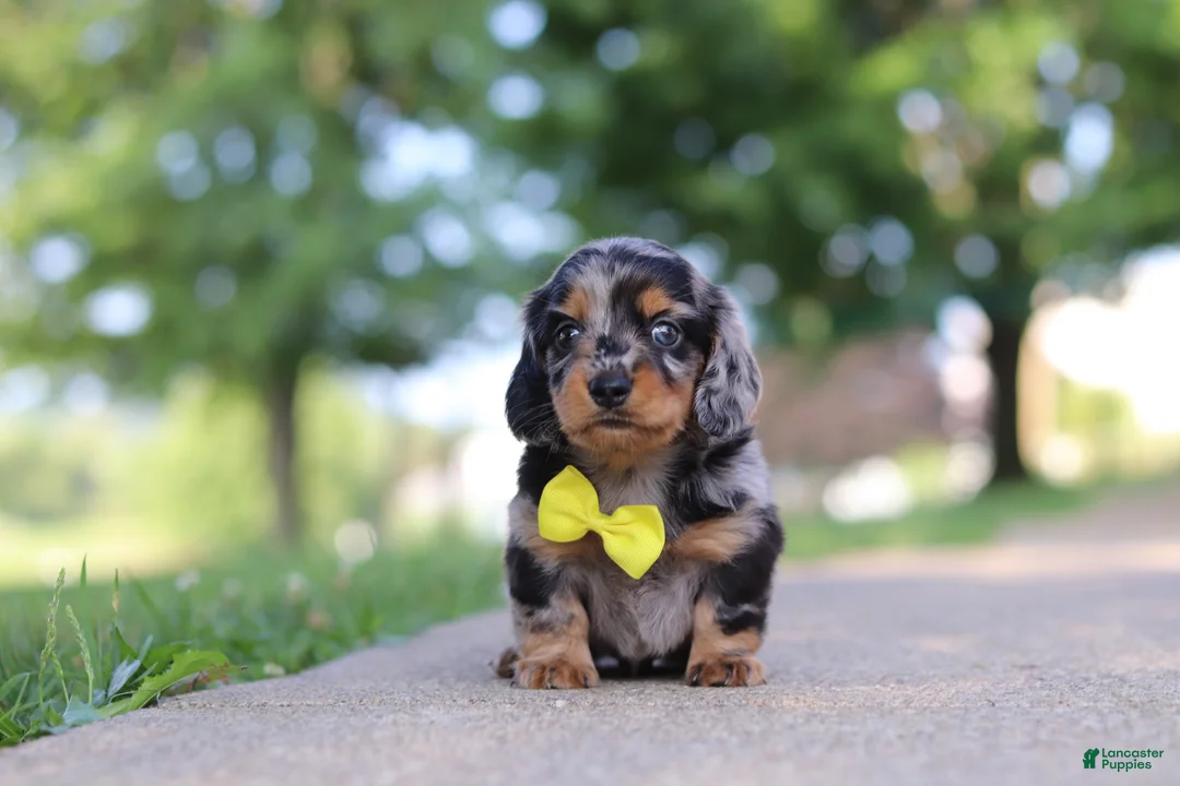 Miniature Dachshund dogs for sale: Kumquat - Ad 2