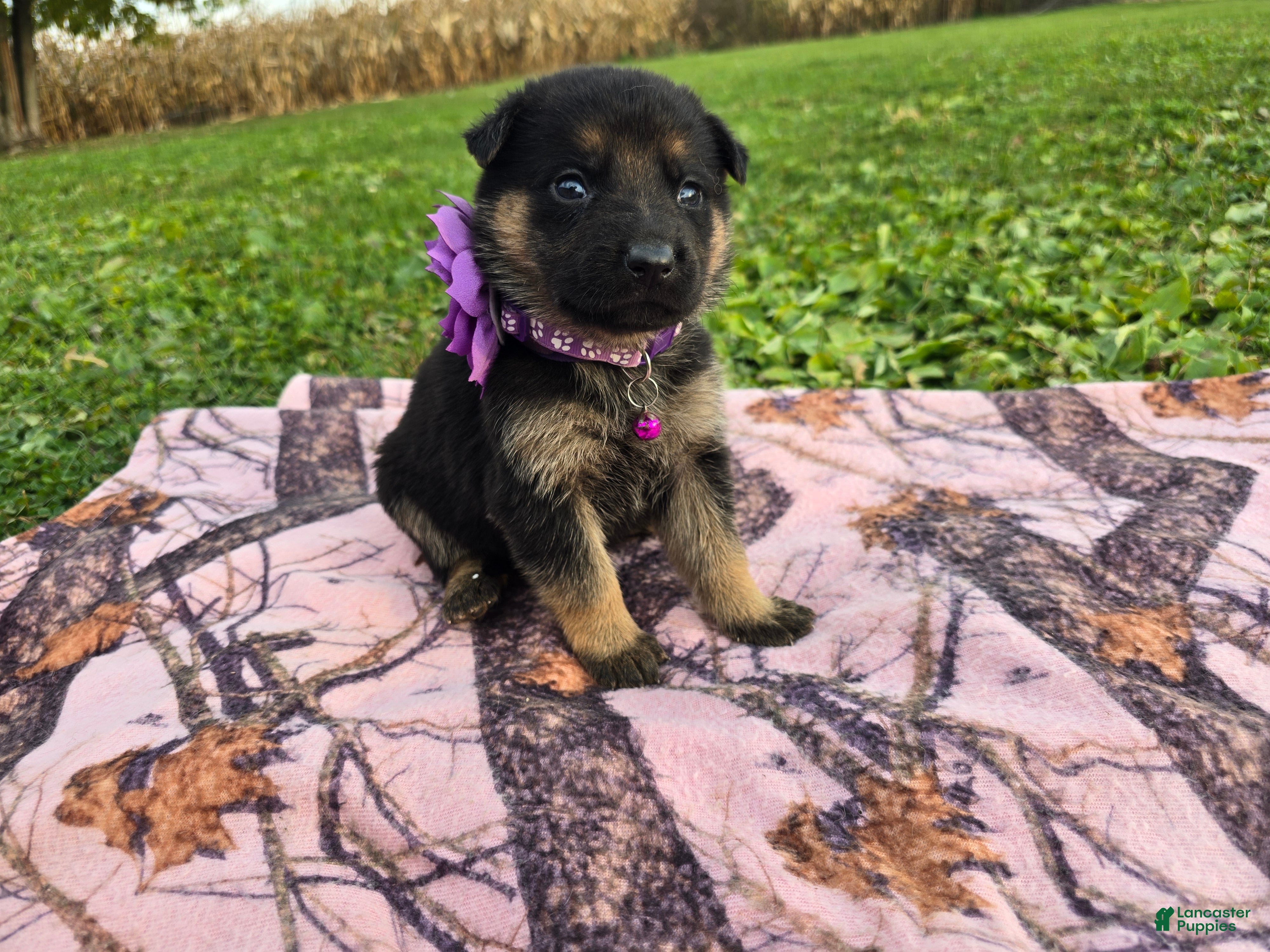 German Shepherd dogs for sale: German Shepherd 8 - Ad 1