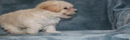 Miniature Poodle dogs for sale: Sara - Ad 3