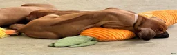 Rhodesian Ridgeback dogs for sale: Rhodesian Ridgeback -Baby Pink  - Ad 4