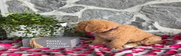 Goldendoodle dogs for sale: Nana - Ad 9