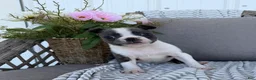 Boston Terrier dogs for sale: Luna - Ad 5