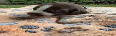 Puppy 2