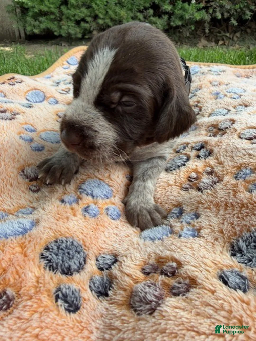 Wirehaired Pointing Griffon dogs for sale: Puppy 2 - Ad 1